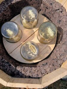 Pots de miel (remplissage en cours)