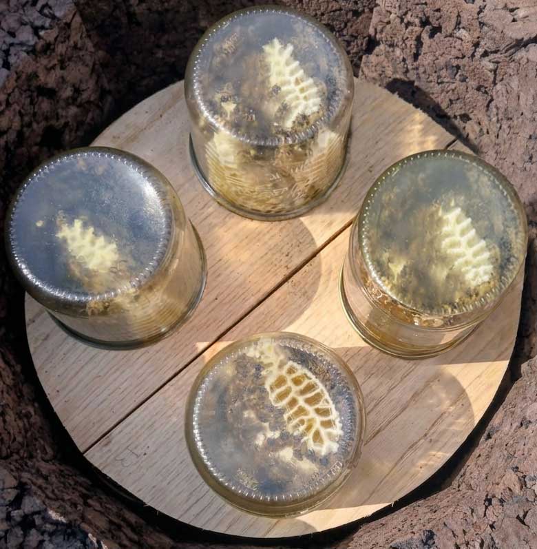 pots de miel